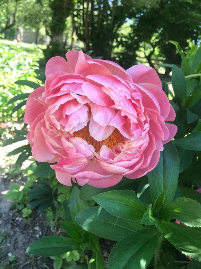 Chassigny Chez Zoiseau Et Zoiseautte B&B 외부 사진